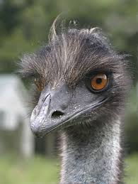 Australian Emu. Australian Emu