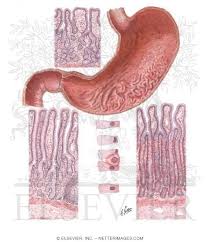 Mucous Membrane of Stomach - via Daymix
