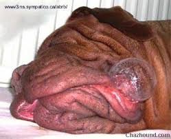      un  dogo   de  Burdeos   y un se or en    