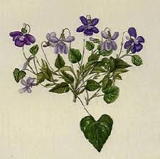 Violets