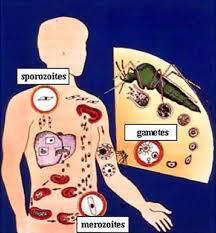 What is Malaria? - via Daymix