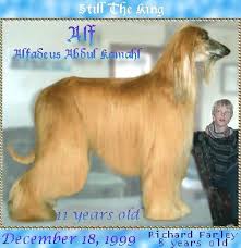 photo Alf the  Afghan Hound   at 11    