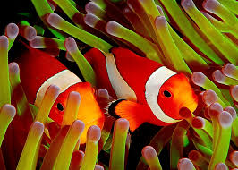 File  Animal Kingdom   Elite jpg    