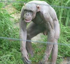 Freaky Hairless Chimp - Mysore