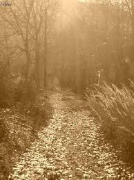   lonely   path