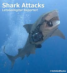 see more tiger sharks and - via Daymix
