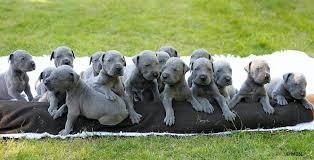   Great Dane   puppies