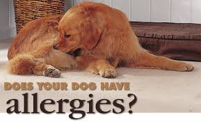 Dog with allergies - via Daymix
