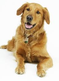 Treat Your Dog's Allergies - via Daymix