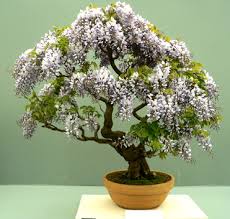 bonsai_371x352.jpg