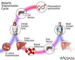 Malaria - via Daymix