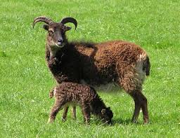Introducing Soay Sheep - via Daymix