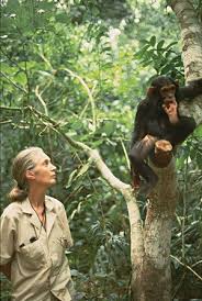 Dr. Jane Goodall - via Daymix