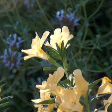 California Native Plants - via Daymix