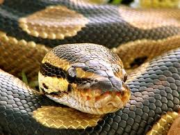 For A Ball Python (Python - via Daymix
