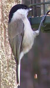 Willow  tit B  