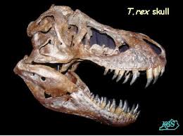 Draw T. rex, Educational - via Daymix