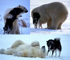 playful polar bear 001 jpg
