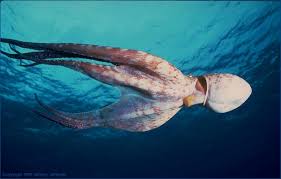  still another  octopus   52A