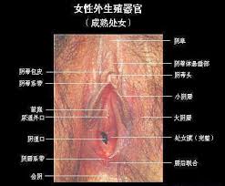 上一篇两性： 女性生殖器解剖