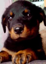 Rottweiler puppy with paws on tyre