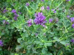  Alfalfa : Herbal Remedies
