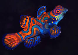 Mandarin fish
