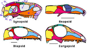 Amniote skulls in lateral view - via Daymix