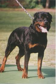 Doberman