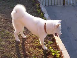 A  Japanese Akita  