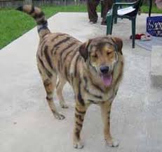 Anatolian Shepherd Dog