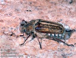 http://www.hlasek.com/foto/anoxia_australis_10078.jpg