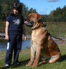 Man kan med f rdel tr na en  Boerboel      