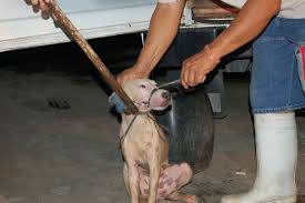      close to 500 000  dogs   are    