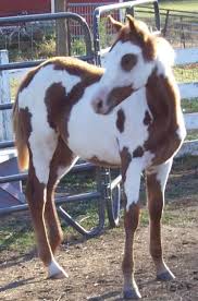 REG AMERICAN PAINT HORSE ASSOCIATION
