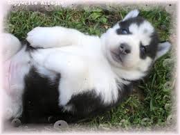 siberian husky puppy of allegro