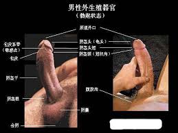 男性生殖器图片为您解开疑团