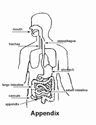 Appendix