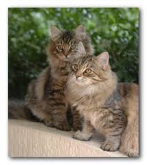 Siberian kittens courtesy of Marie