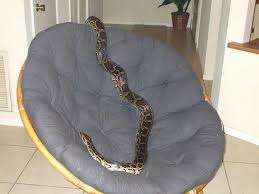 Burmese Python - via Daymix