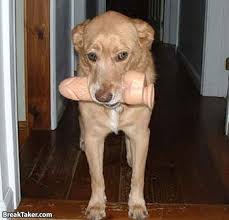 DildoDog