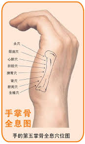 八、手的第五掌骨全息