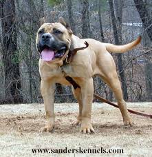   Presa   Canario Males by Sanders    