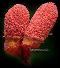 http://www.sanamyan.com/myxomycetes/img/title.jpg