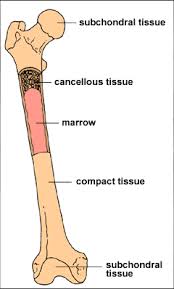 Bone Marrow Bone marrow is created