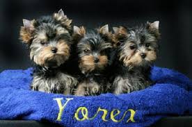 Training With Your  Yorkshire Terrier  