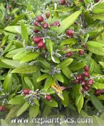 Corokia buddleioides cultivar - via Daymix