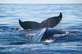 image of  Endangered Animals  
