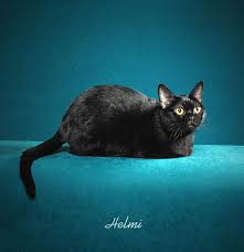 Bombay Cat
