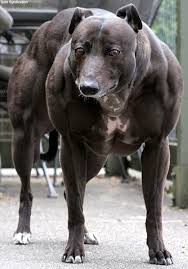 bread whippet,